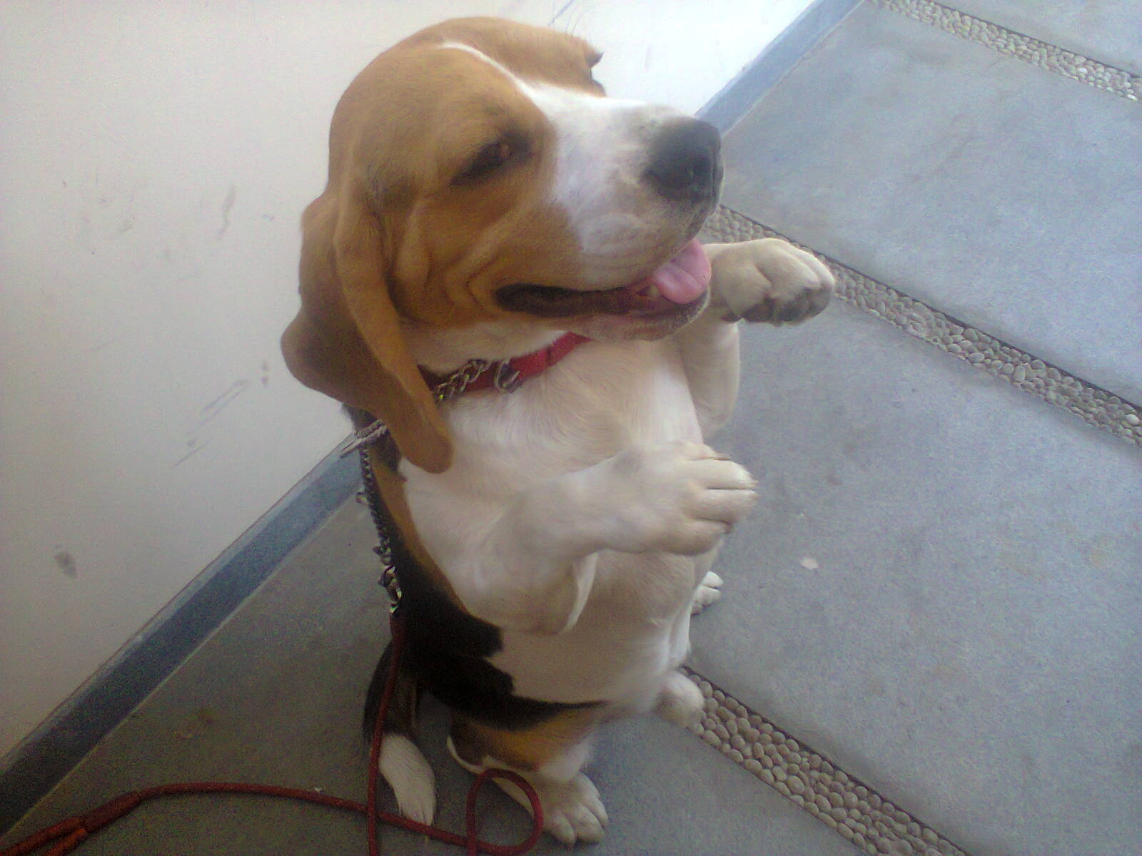 dog