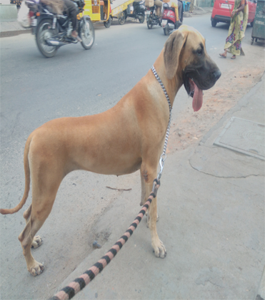 dog